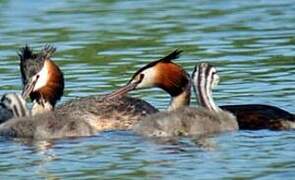 Great Crested Grebe