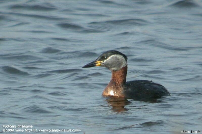 Red-necked Grebeadult