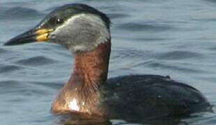 Red-necked Grebe