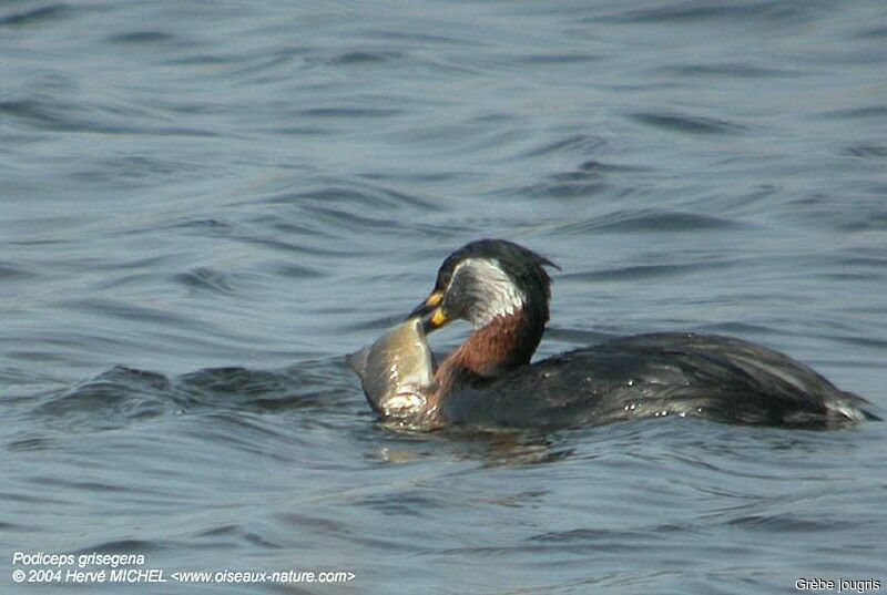 Red-necked Grebeadult