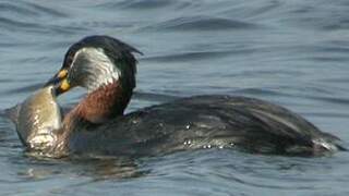 Red-necked Grebe