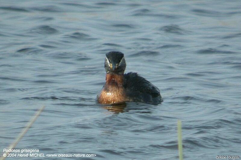 Red-necked Grebeadult