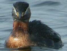 Red-necked Grebe