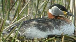 Red-necked Grebe