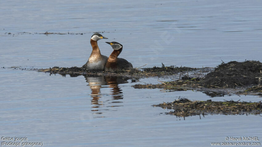 Red-necked Grebeadult