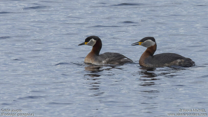 Red-necked Grebeadult