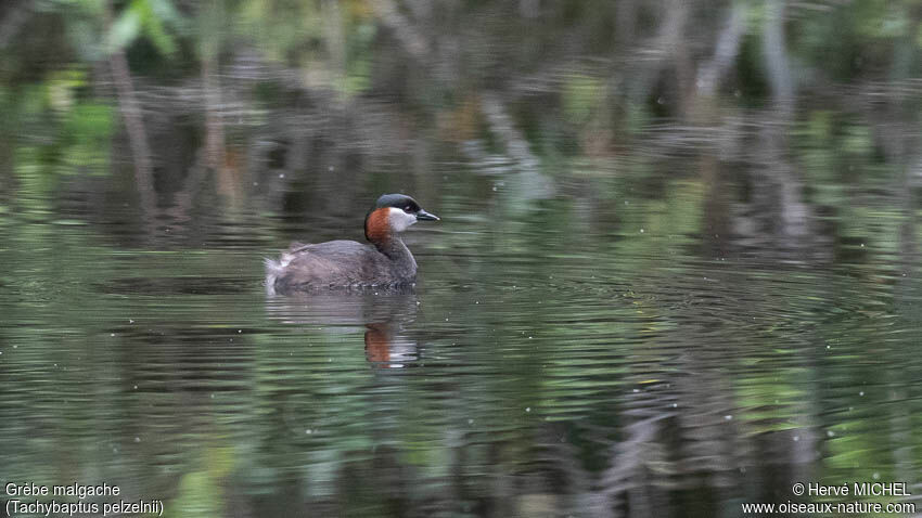 Madagascan Grebeadult breeding