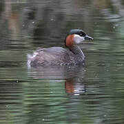 Madagascar Grebe