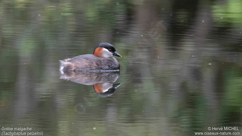 Madagascar Grebeadult breeding