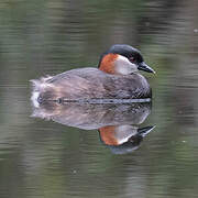 Madagascar Grebe