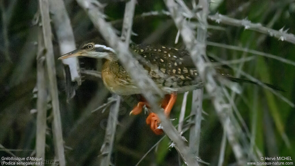 Grébifoulque d'Afriqueimmature