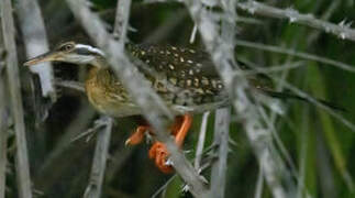 African Finfoot