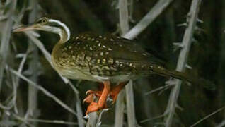 African Finfoot