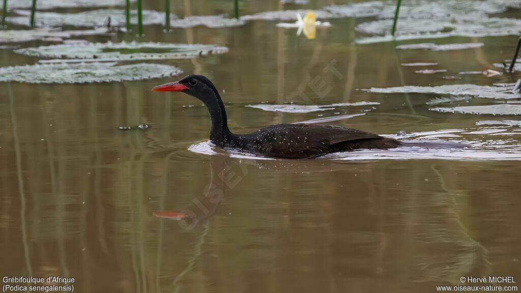 Grébifoulque d'Afrique