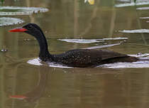 Grébifoulque d'Afrique
