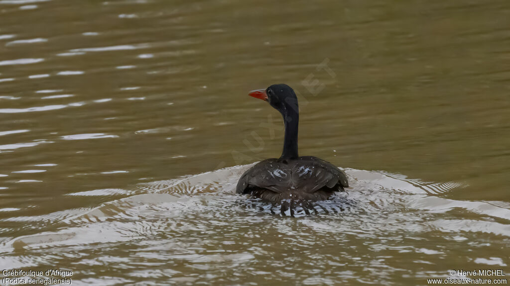 Grébifoulque d'Afrique