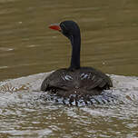 Grébifoulque d'Afrique