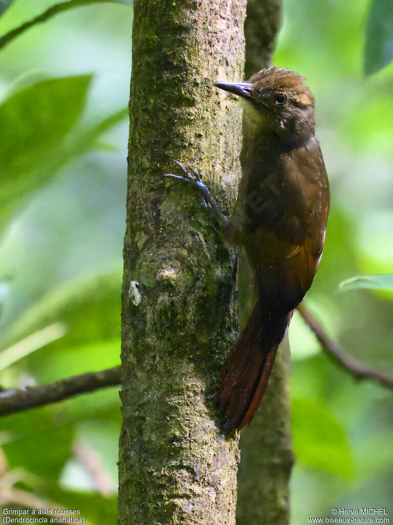 Tawny-winged Woodcreeper