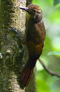 Tawny-winged Woodcreeper