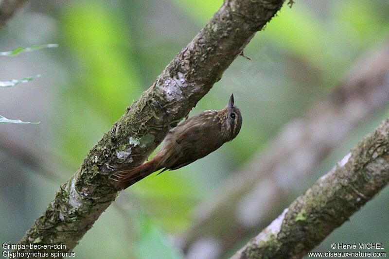 Wedge-billed Woodcreeper, identification