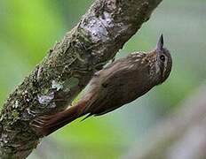 Wedge-billed Woodcreeper