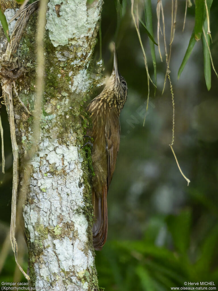 Grimpar cacao