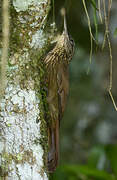 Cocoa Woodcreeper