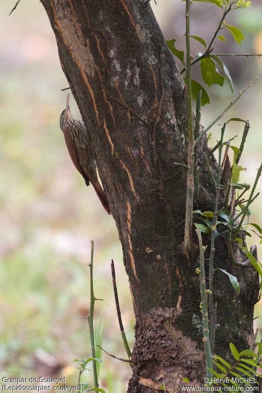 Streak-headed Woodcreeper