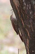 Streak-headed Woodcreeper