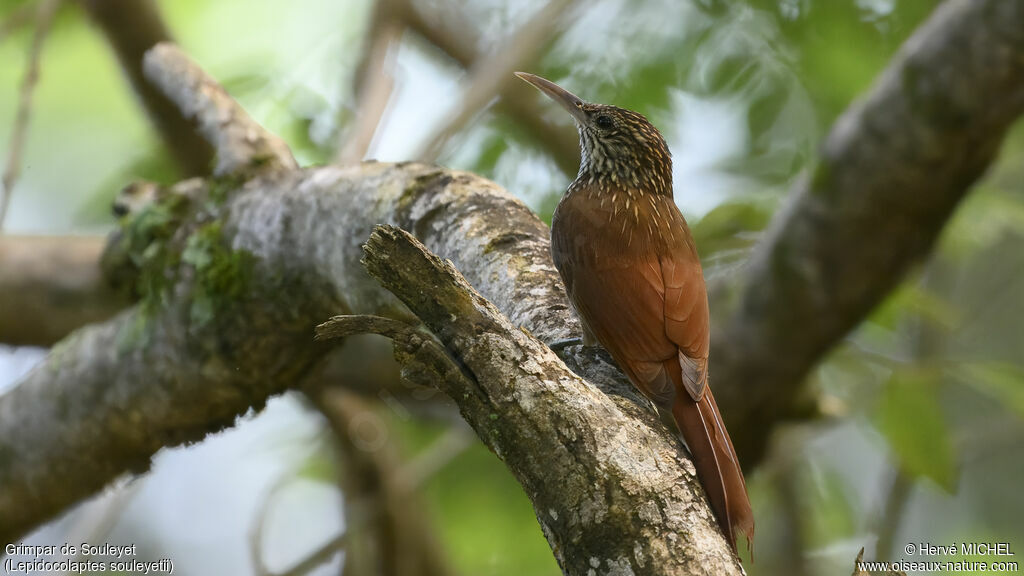 Streak-headed Woodcreeper