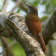 Streak-headed Woodcreeper