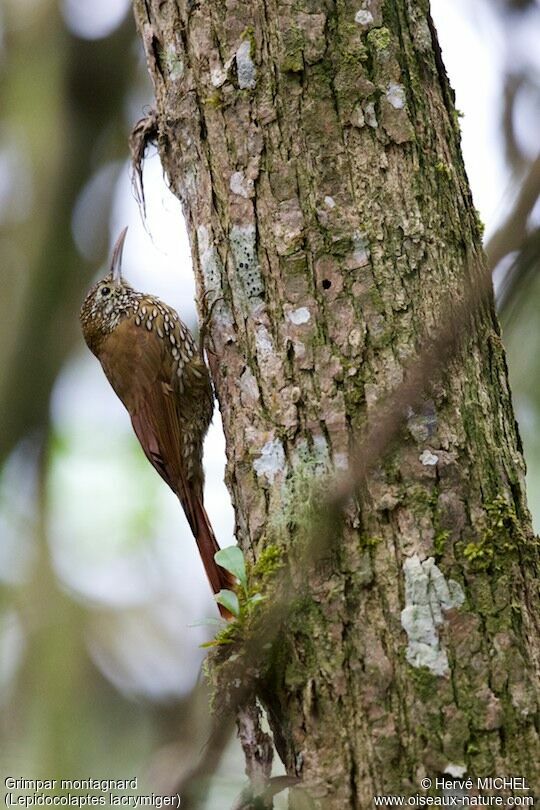 Montane Woodcreeper