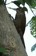 Straight-billed Woodcreeper