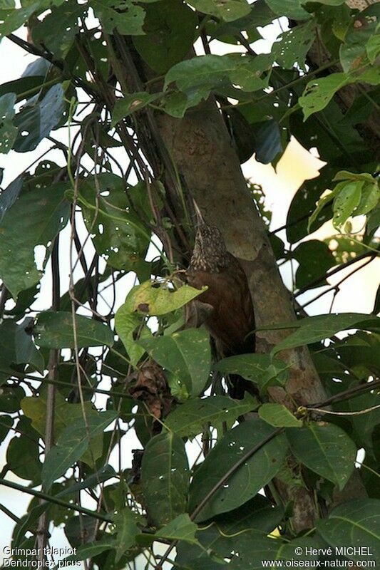 Straight-billed Woodcreeperadult, identification