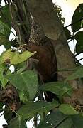 Straight-billed Woodcreeper