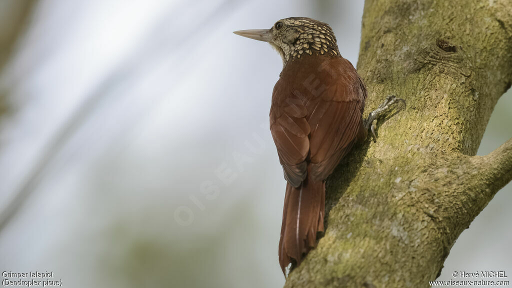 Straight-billed Woodcreeper