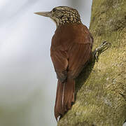 Straight-billed Woodcreeper