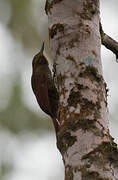 Tyrannine Woodcreeper