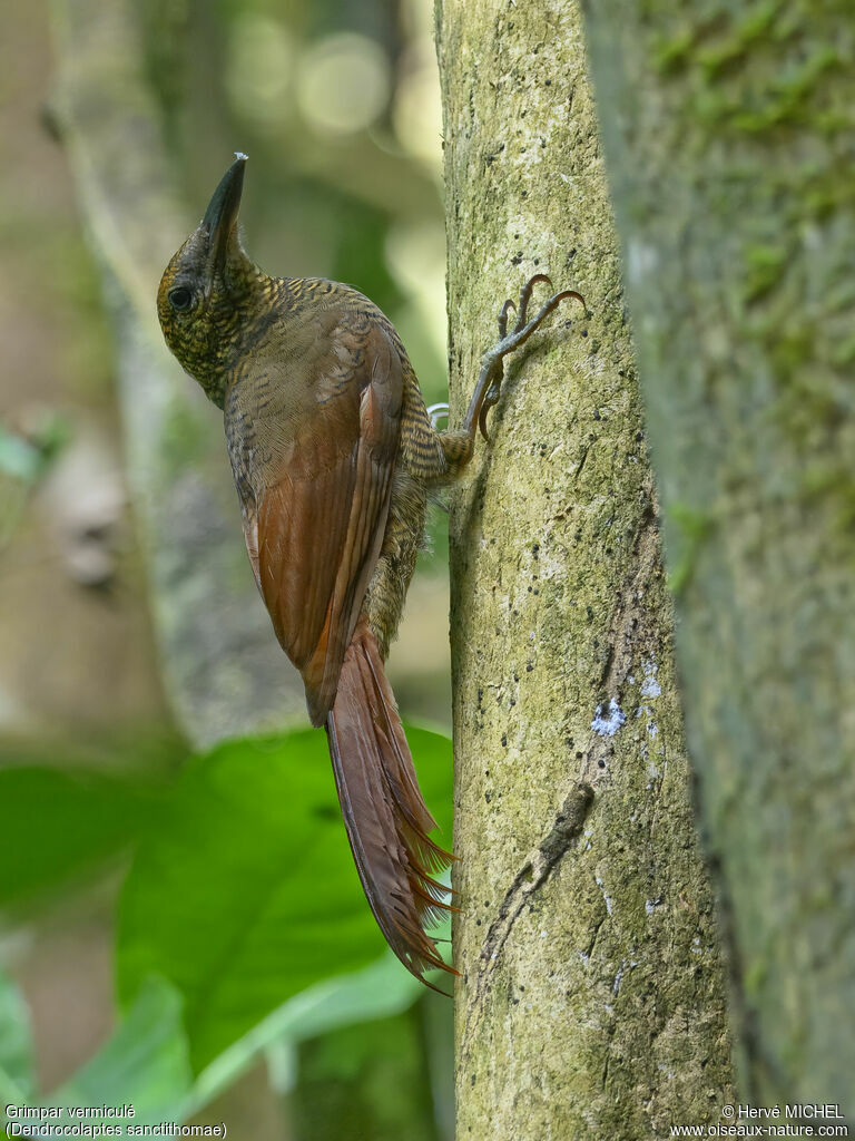 Northern Barred Woodcreeper