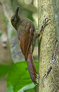 Northern Barred Woodcreeper