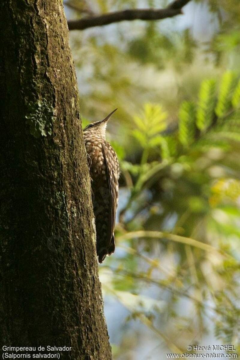 African Spotted Creeper Salpornis salvadori hemi172728