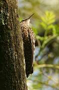 African Spotted Creeper