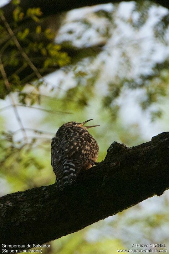 African Spotted Creeper