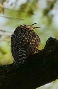 African Spotted Creeper