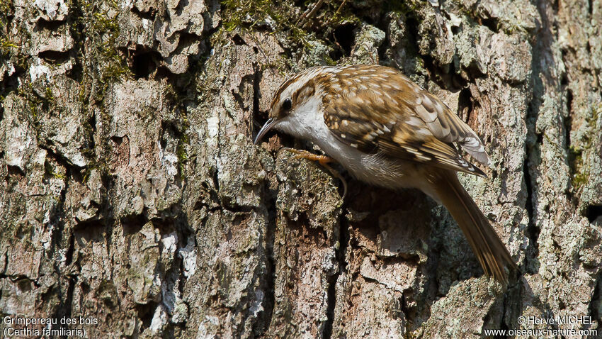 Eurasian Treecreeper