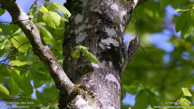 Grimpereau des bois mâle adulte nuptial