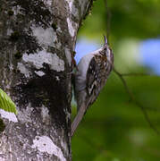 Eurasian Treecreeper