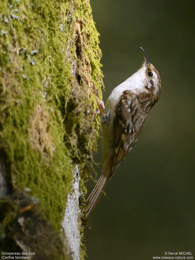 Grimpereau des bois mâle adulte