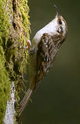 Eurasian Treecreeper