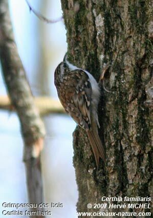 Eurasian Treecreeper male adult breeding